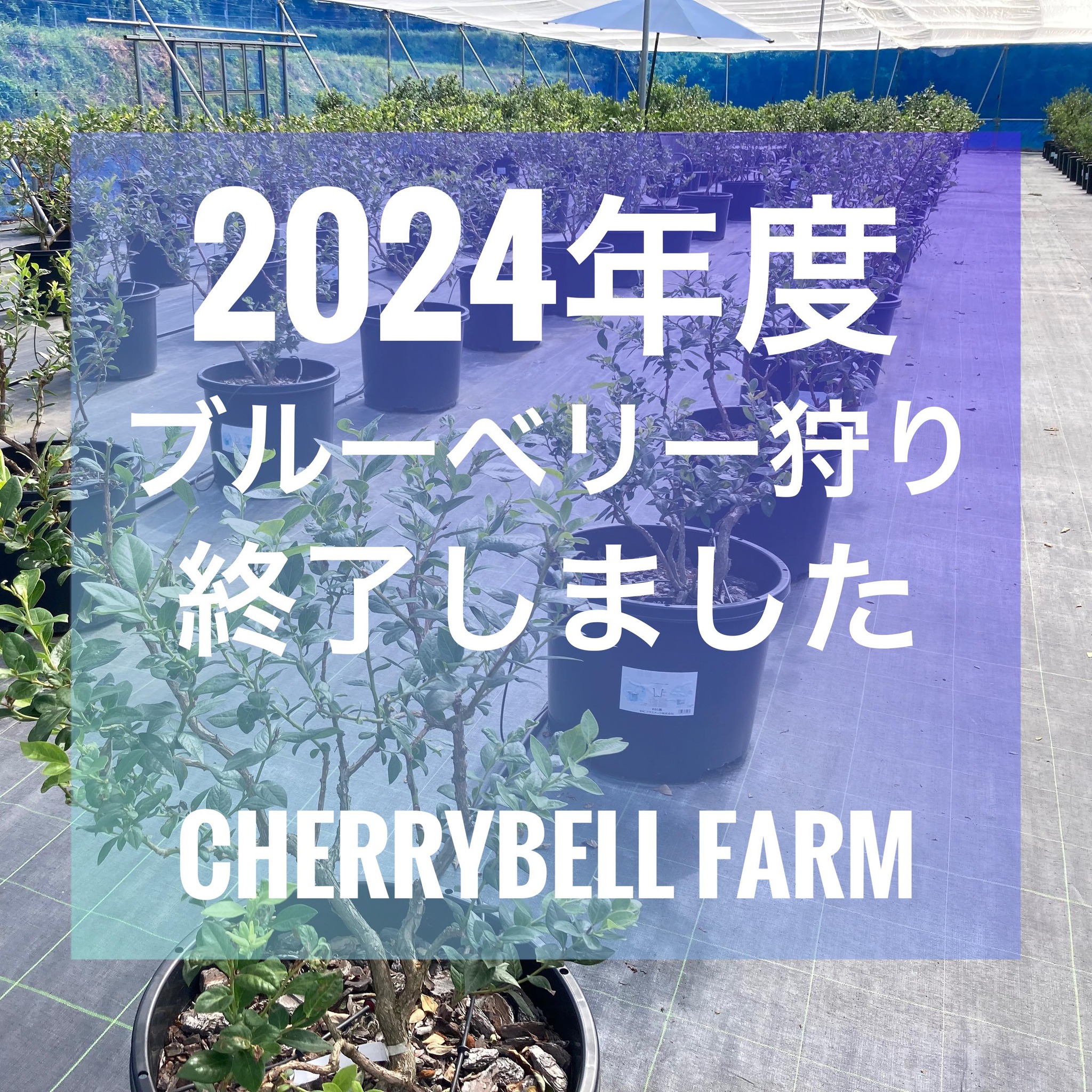 2024ブルーベリー狩り終了いたしましたm(_ _)m