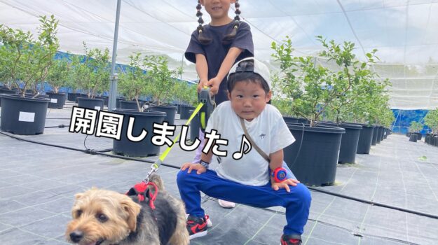 ブルーベリー狩り　本日開園いたしました♪