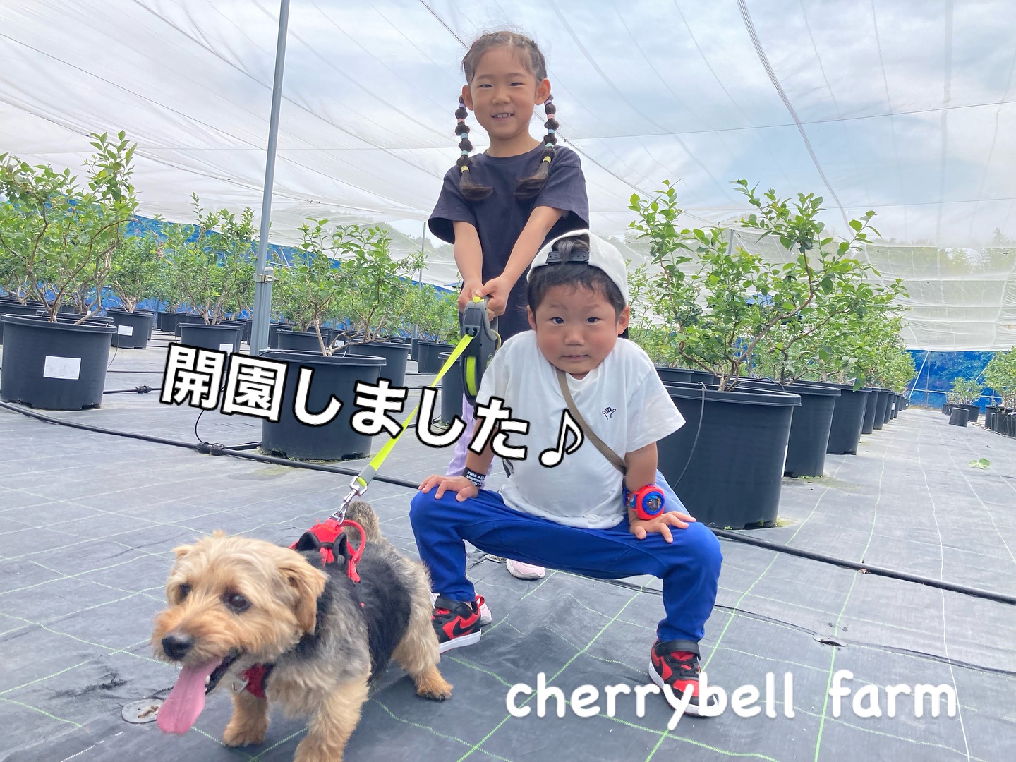 ブルーベリー狩り　本日開園いたしました♪