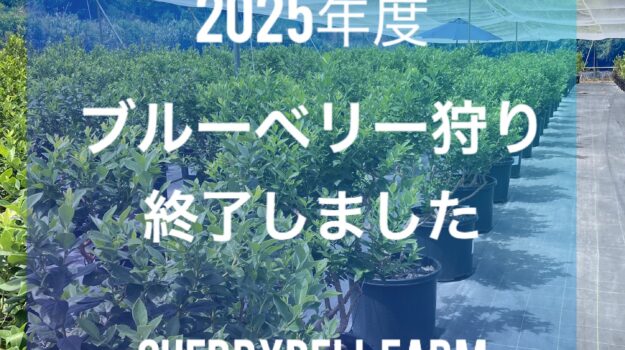 本日を持ちまして、今シーズンのブルーベリー狩りを終了いたしましたm(__)m
